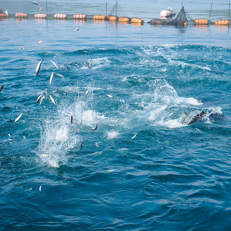 Cultivated Bluefin Tuna