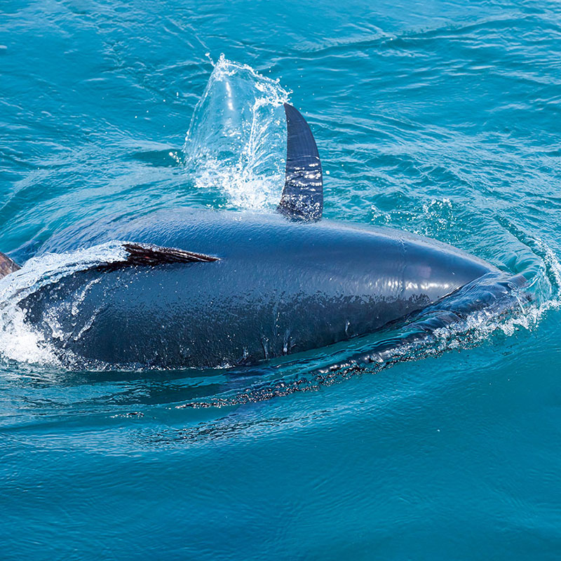 Swimming Bluefin Tuna