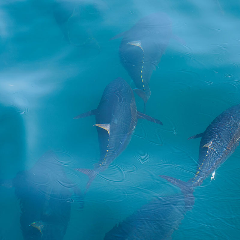 Fish Farming Cage