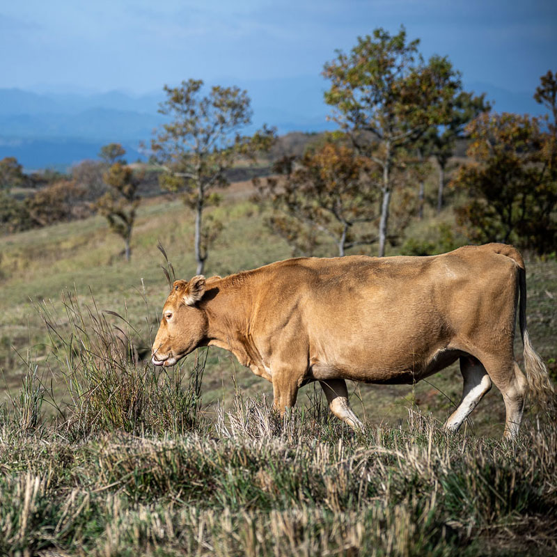 Grassland Cattle Project