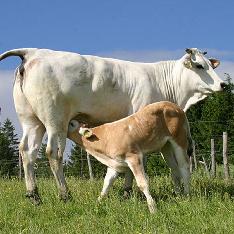 Italian cow 