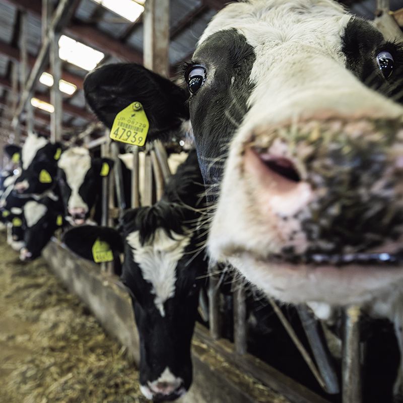 1日中、牧草食べ放題