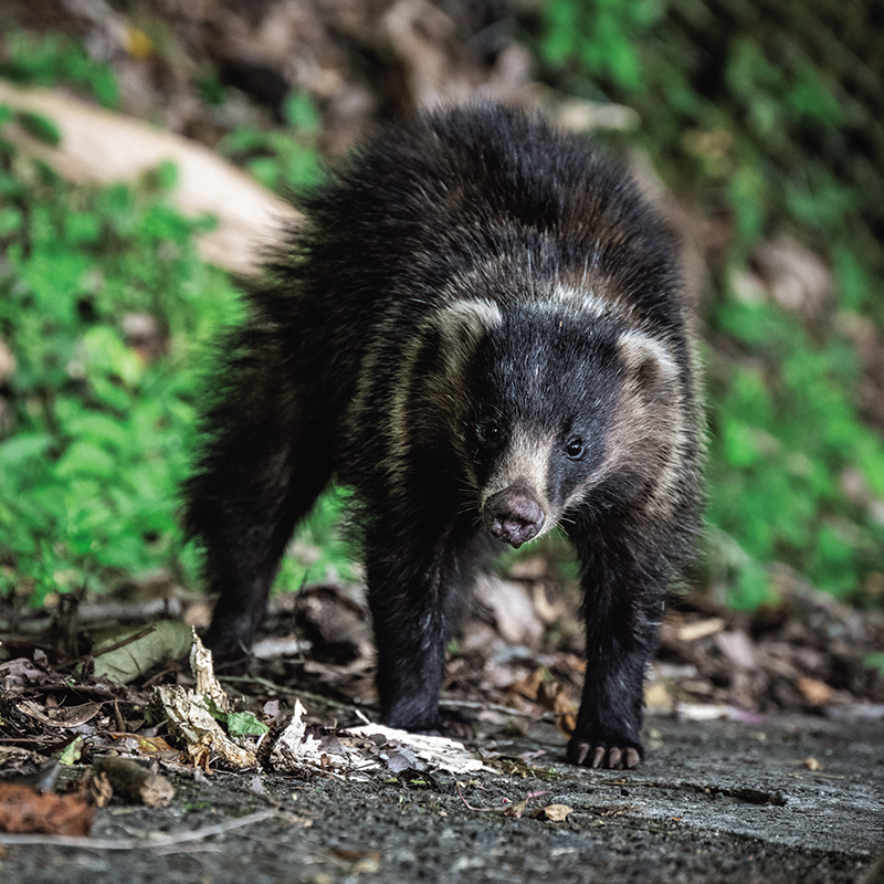 アナグマの子ども