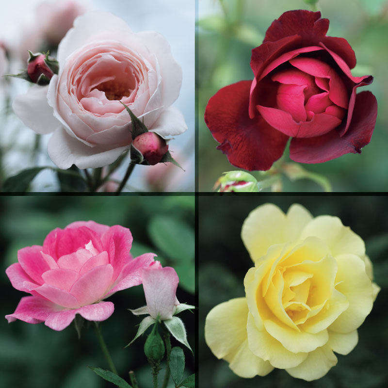 薔薇