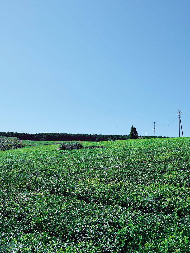 無農薬、無肥料。足さない、引かない「天の製茶園」の和紅茶。