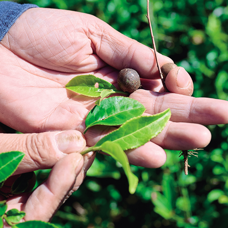 茶の種子と根を張り出した茶の挿し木